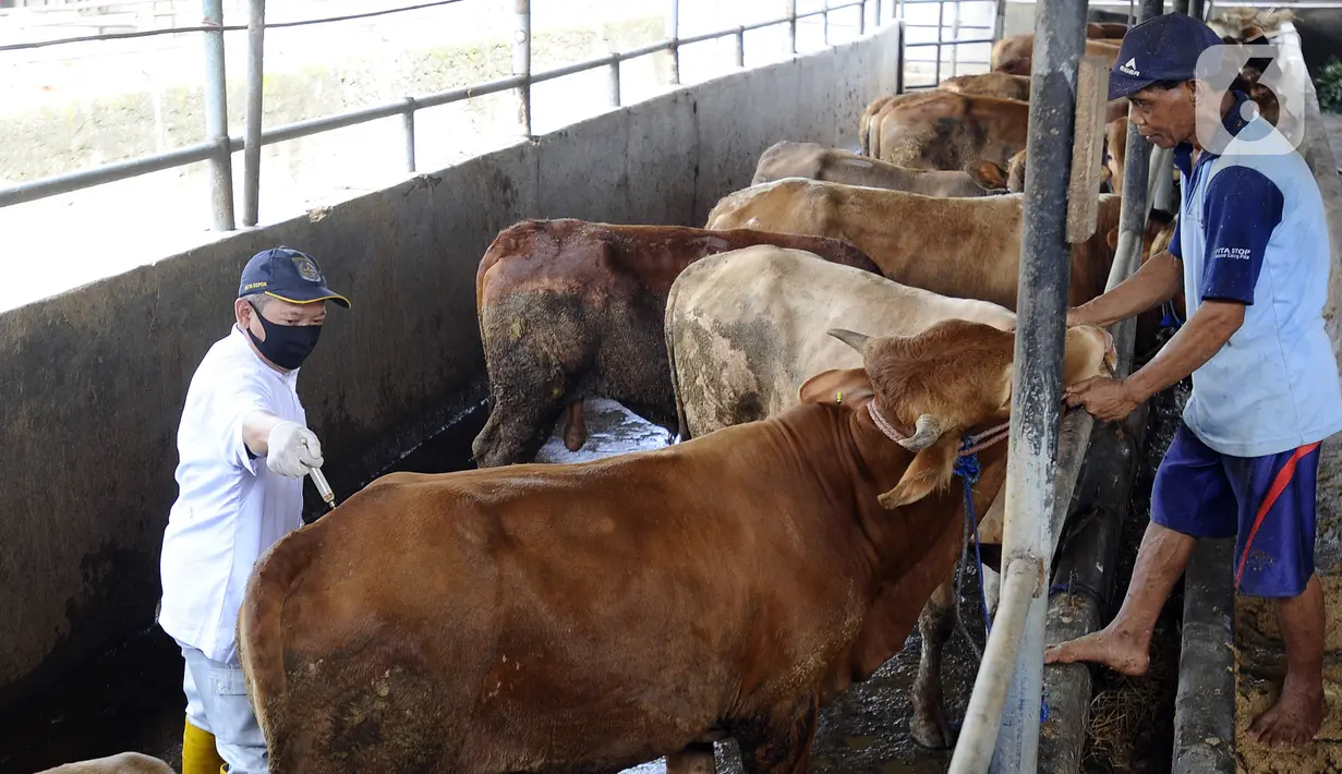 Petugas UPTD Rumah Potong Hewan Depok melakukan pemeriksaan untuk mencegah penyebaran penyakit mulut dan kuku pada hewan di kandang sapi CV Puput Bersaudara, Rangkapan Jaya, Depok, Jawa Barat, Jumat (20/5/2022). Selain pemeriksaan mulut dan kaki hewan, petugas juga melakukan penyemprotan serta pemberian suntikan vitamin. (merdeka.com/Arie Basuki)