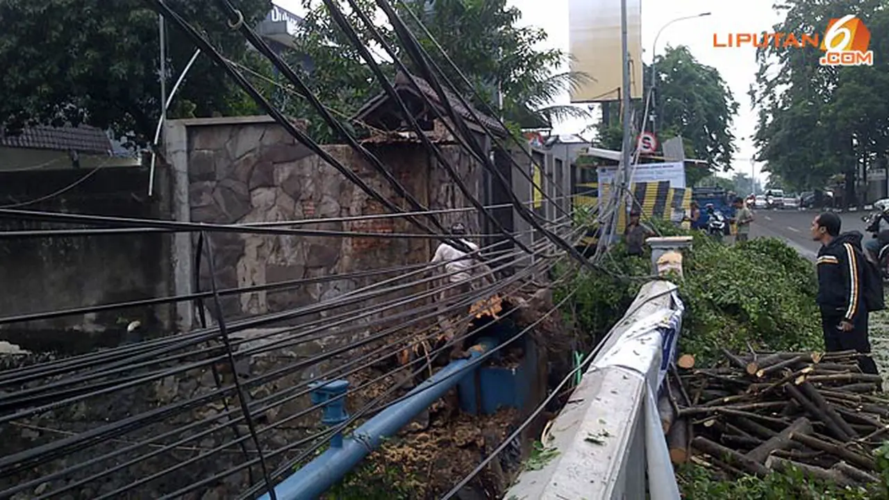 pohon-tumbang-3-131029b.jpg