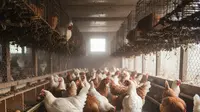 Berapa Lama Ayam Hidup? Ini 4 Tips untuk Memperpanjang Umur Ayam