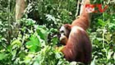 liputan6