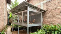9 Desain Kandang Ayam Panggung Tahan Banjir untuk Halaman Sempit, Anti Becek dan Higienis