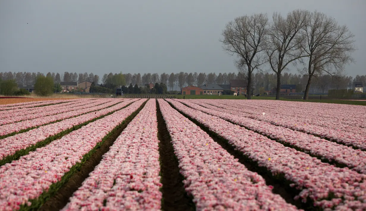 Bunga tulip merah muda tumbuh di ladang di Meerdonk, Belgia (3/5/2021). Sebagian besar tulip di wilayah ini ditanam khusus untuk umbi dan bukan bunganya, namun bunganya tetap di ladang sampai mekar sempurna sebelum ditebang. (AP Photo/Virginia Mayo)