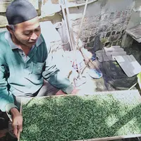 Ahmad Supardi saat menjemur pucuk daun gaharu yang telah dirajang untuk dijadikan minuman herbal teh gaharu. (Liputan6.com / Gresi Plasmanto)