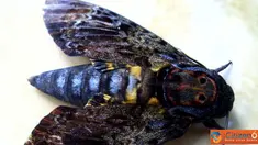 Citizen6, Blitar: Kupu-kupu yang bercorak kuning, hitam dan biru ini, ditemukan di Desa Temenggungan, Kecamatan Udanawu, Kabupaten Blitar. (Pengirim: Ahmad Efendi)