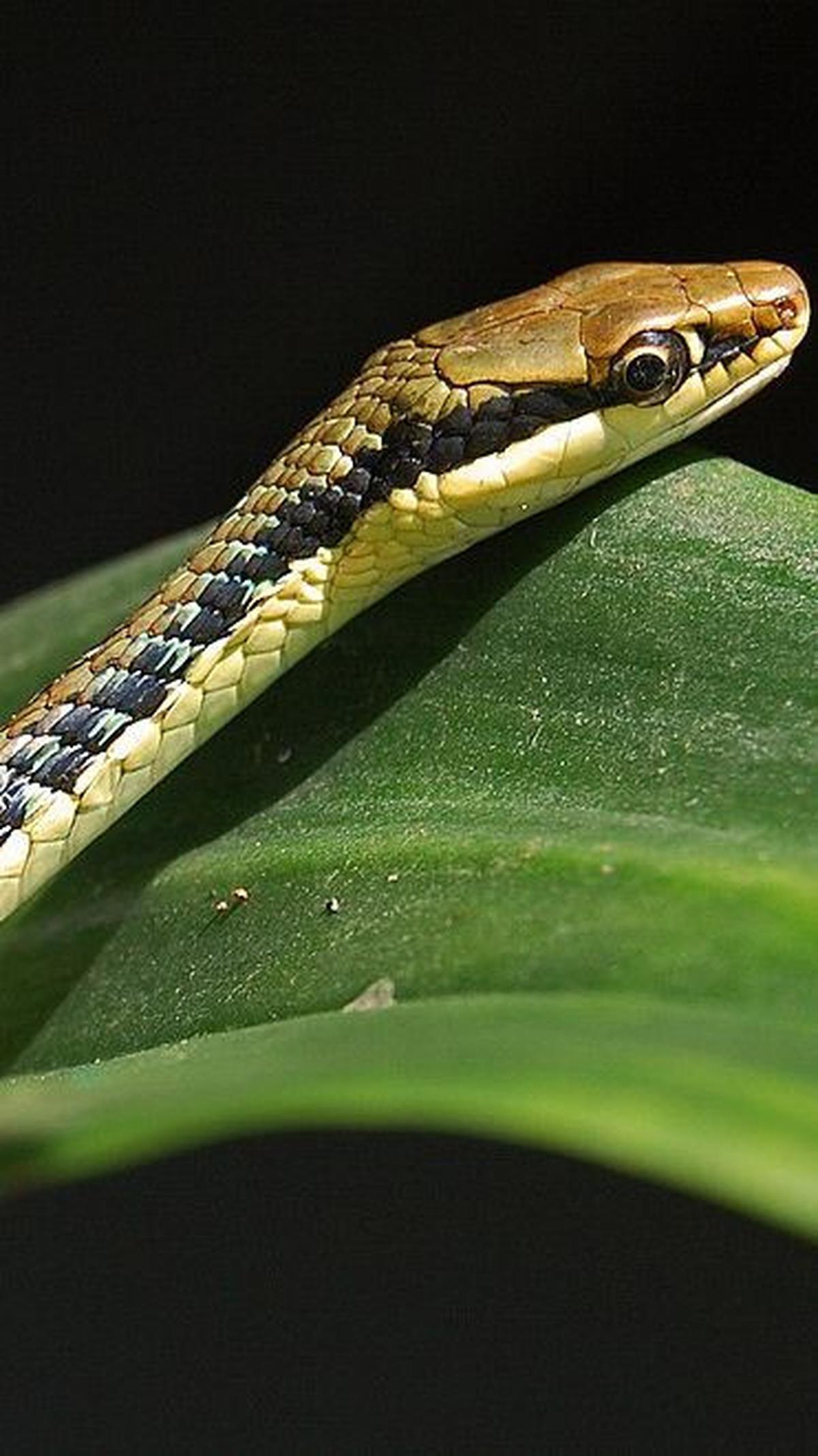 <b>5. Ular Tambang (Dendrelaphis pictus)</b>