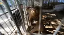 Seorang pria membuka mulutnya saat melihat singa di sebuah kebun binatang, Rafah, Jalur Gaza, Selasa (3/1). Koleksi hewan di kebun binatang ini mengalami penurunan yang tajam karena banyak hewan yang mati. (REUTERS / Ibraheem Abu Mustafa)