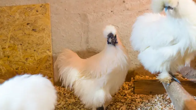 Jenis Ayam Hias