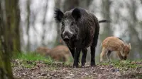 Babi hutan di Austria. (AFP Photo/Gregor Fischer)