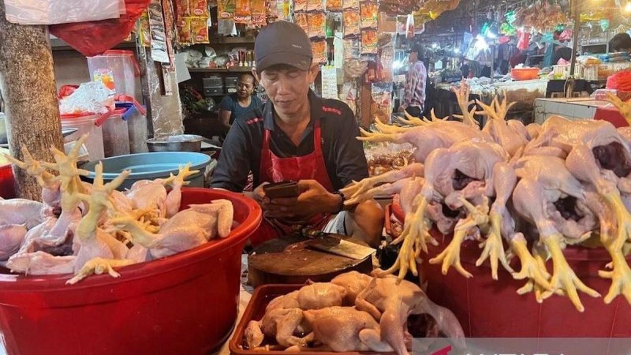 Indonesia Surplus 300 Ribu Ton! Kementan Pastikan Stabilisasi Harga Ayam Pedaging untuk Peternak dan Konsumen