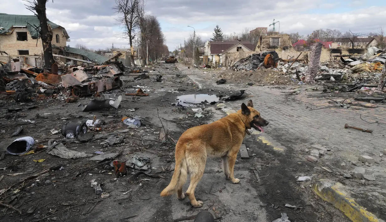 Seekor anjing berkeliaran di sekitar rumah yang hancur dan kendaraan militer Rusia, di Bucha dekat Kiev, Ukraina, Senin, 4 April 2022. (AP Photo/Efrem Lukatsky)