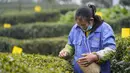Pekerja memetik daun teh di sebuah pabrik teh di Chongqing, China, Minggu (23/2/2020). Melalui peningkatan upaya pengendalian epidemi virus corona atau COVID-19, pabrik teh di China mulai melanjutkan kegiatan produksi pada awal musim semi ketika pucuk daun teh mulai terlihat. (Xinhua/Liu Chan)