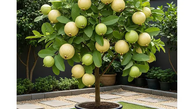 Ide Kebun Buah Mini dalam Pot untuk Halaman Kecil