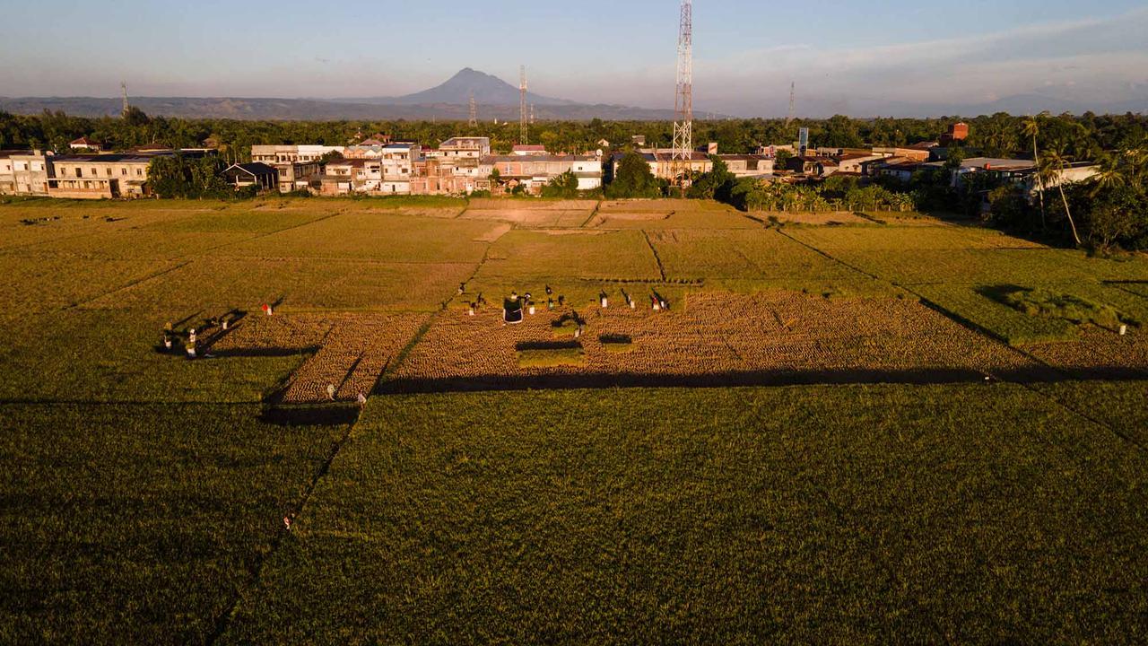 Kekeringan Rusak Ribuan Hektare Sawah di Aceh Besar