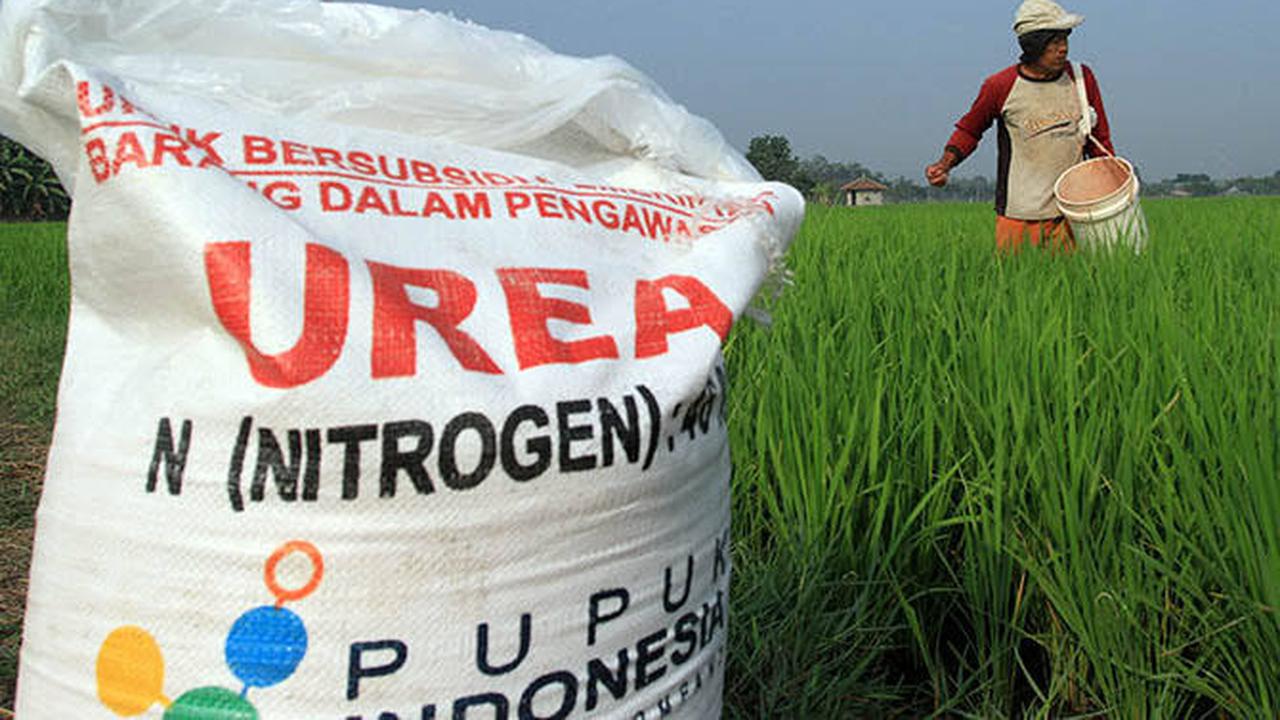 Ilustrasi Pupuk Bersubsidi (Istimewa)