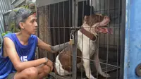 Anjing Pitbull ini dititipkan di rumah penitipan anjing mitra Polres Malang Kota, Jawa Timur (Zainul Arifin/Liputan6.com)