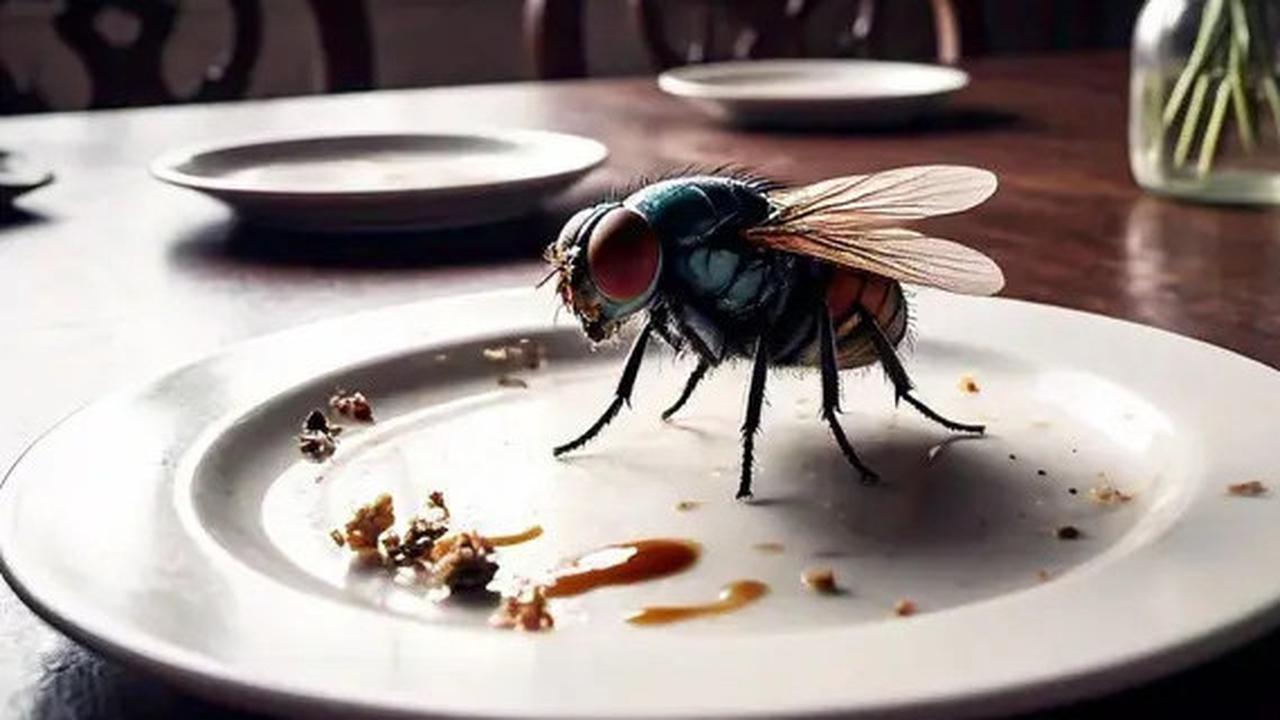 Tak Boleh Disepelekan, Ini Dampak yang Bisa Terjadi dari Lalat yang Hinggap di Kulit