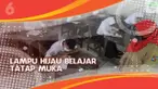 TV HL