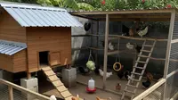 9 Model Kandang Ayam dengan Playground Agar Ayam Aktif dan Sehat, Solusi Ternak Nyaman