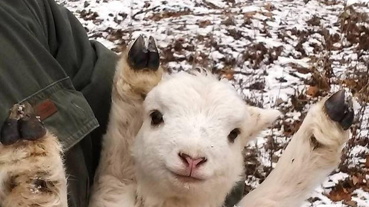 Tingkah Menggemaskan Anak Kambing Imut