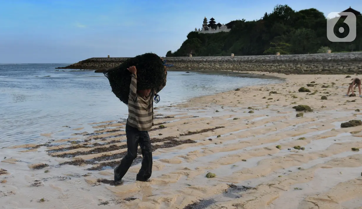 <p>Warga Desa Adat Peminge mengumpulkan lepasan rumput laut di kawasan Pantai Geger Mulya, Nusa Dua, Bali, Selasa (3/5/2022). Dalam sehari, belasan warga mampu mengumpulkan sekitar 5 hingga 20 kg rumput laut basah yang jatuh karena gelombang laut. (merdeka.com/Arie Basuki)</p>