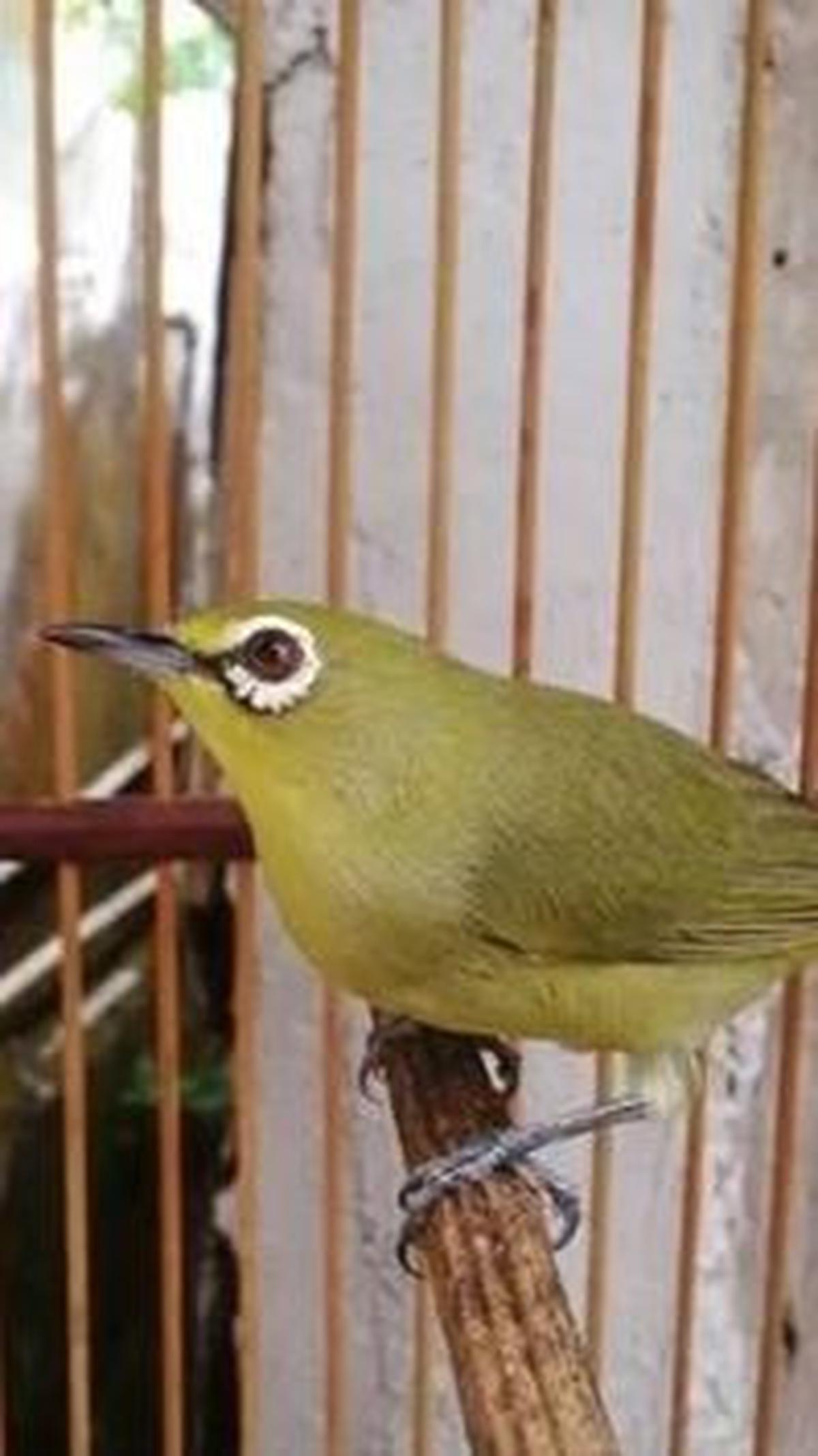 3. Pleci Dada Kuning Mata Merah (Danun Marmer)<br>