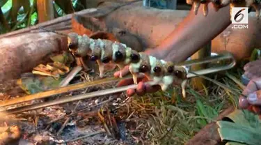 Batra tak lain adalah ulat sagu yang muncul ketika pohon sagu sudah membusuk.