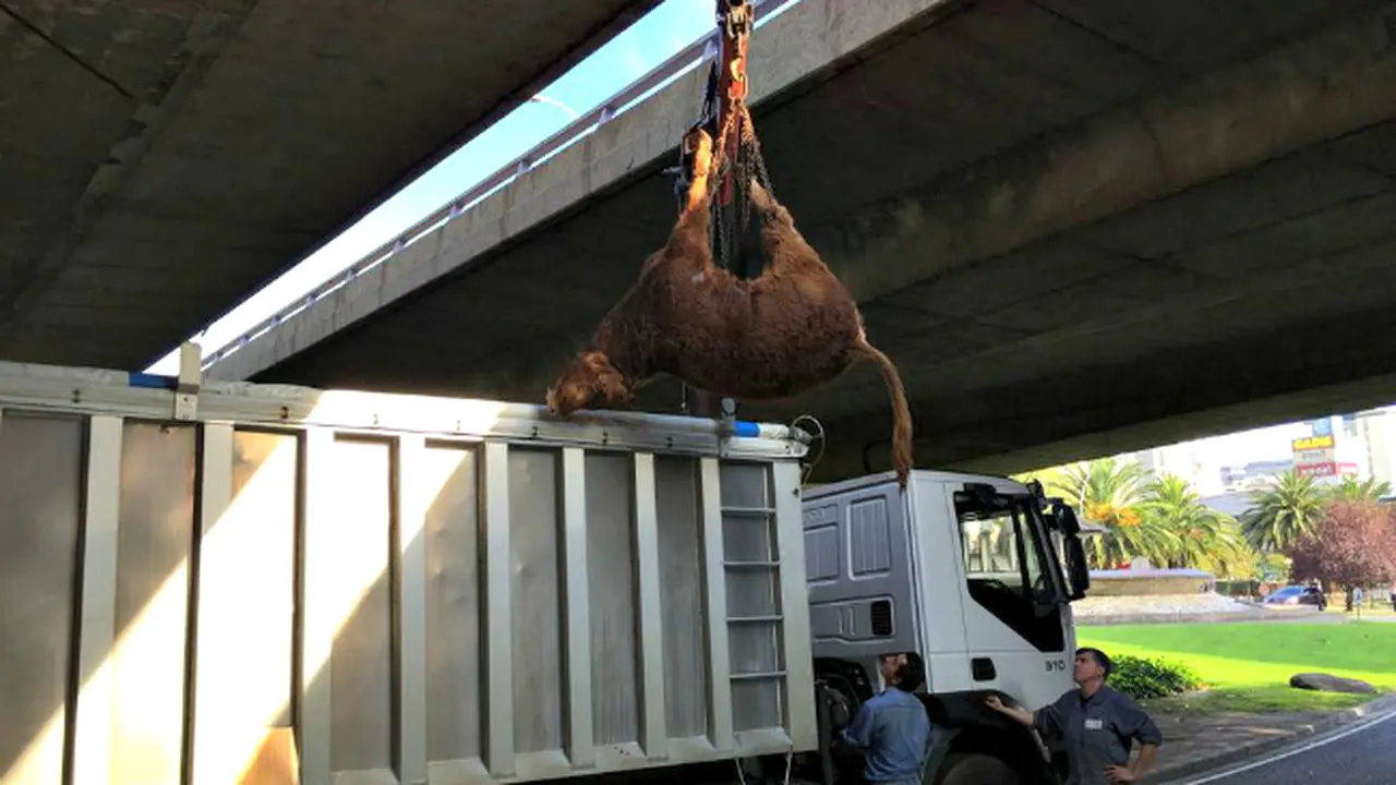 Lolos Dari Rumah Pemotongan Hewan, Sapi Ini Bikin Ulah di Jalan