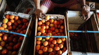 Anjlok Jadi Rp500 per Kilogram, Petani di Jember Bagi-bagi Tomat Gratis