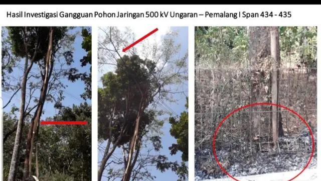 Pohon yang diduga menyebabkan mati listrik massal