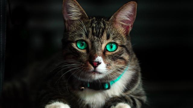 Ilustrasi nama kucing yang lucu