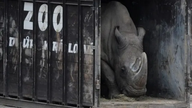 Sudan, Badak Putih jantan teraakhir di dunia akhirnya mati (© AFP)