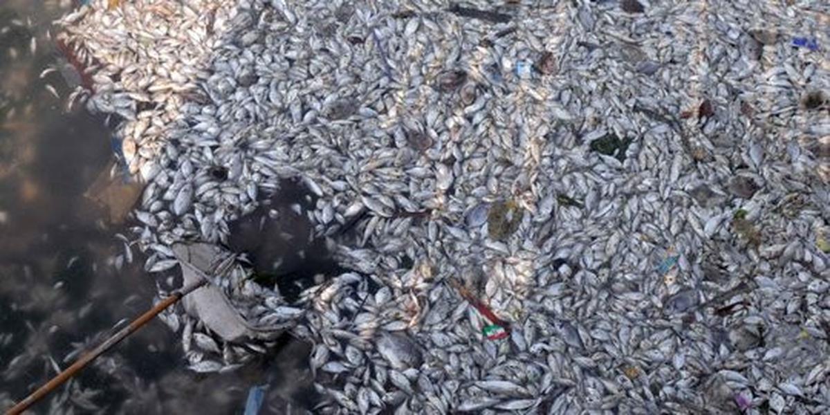 Jutaan ekor ikan berbagai jenis mati misterius di Pantai Ancol