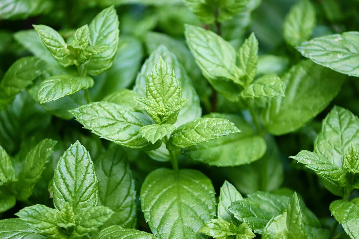 Ilustrasi Daun Peppermint