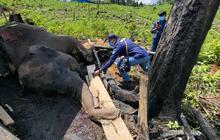 Induk dan Anakan Gajah Ditemukan Mati di Hutan Produksi Bengkulu, Polisi Selidiki