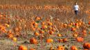 Seorang wanita berjalan mencari labu untuk perayaan hari Halloween di ladang Rock Creek Farm di Broomfield, Colorado, (27/10). Hari Halloween dirayakan setiap tahun pada tanggal 31 Oktober. (REUTERS/Rick Wilking)