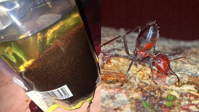 Viral Foto Minyak Goreng Dipenuhi Semut Merah, Ini Penjelasan Ilmiahnya