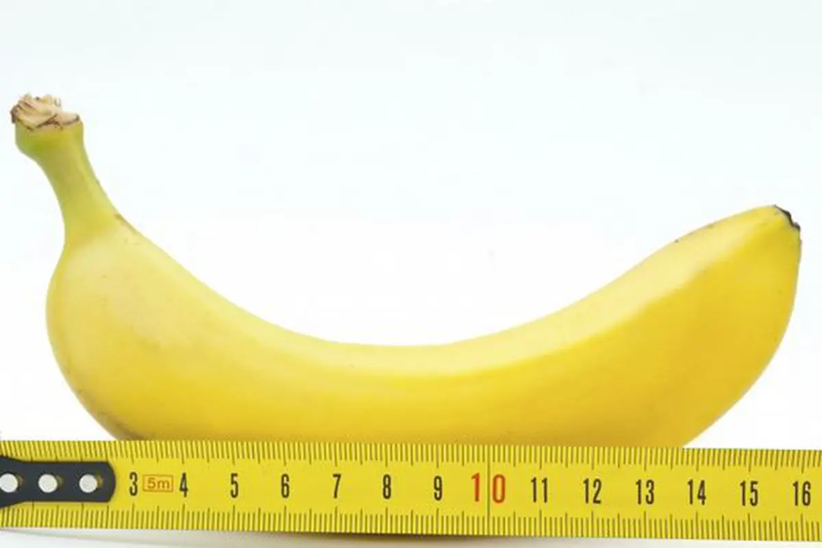 Ilustrasi Penis