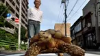 Seorang warga Tsukishima, Tokyo, Jepang memiliki binatang peliharaan yang tidak biasa, seekor kura-kura Afrika. Pemiliknya, Hisao Mitani mengaku telah memelihara kura-kura yang diberi nama Bon-chan itu  selama 19 tahun.  (AFP Photo/Kazuhiro Nogi)