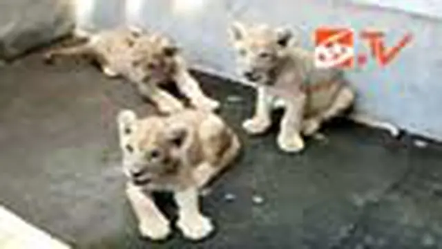 Penangkaran Singa Afrika di Bali Zoo