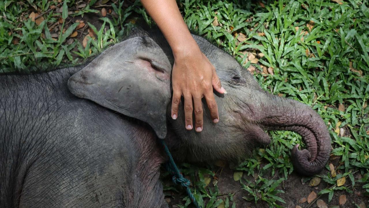 Bayi gajah dua bulan tersesat di permukiman warga