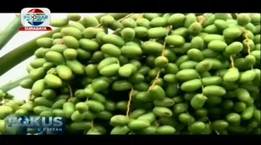 Tak hanya di Jazirah Arab, Pohon kurma ternyata bisa tumbuh subur dan berbuah di Indonesia. salah satunya di kebun wisata kurma Pasuruan, Jawa Timur.