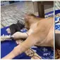 Aksi Berang-berang Ganggu Tidur Anak Sapi di Dalam Rumah Ini Jadi Sorotan (sumber: TikTok/_si.nunun)