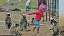 Samarth Bangari (2) bermain dengan temannya yang merupakan kumpulan monyet di rumahnya di Allapur, India, 8 Desember 2017. Bahkan saat Bangari tidur, monyet-monyet tersebut yang pertama kali membangunkanya. (Manjunath KIRAN/AFP)