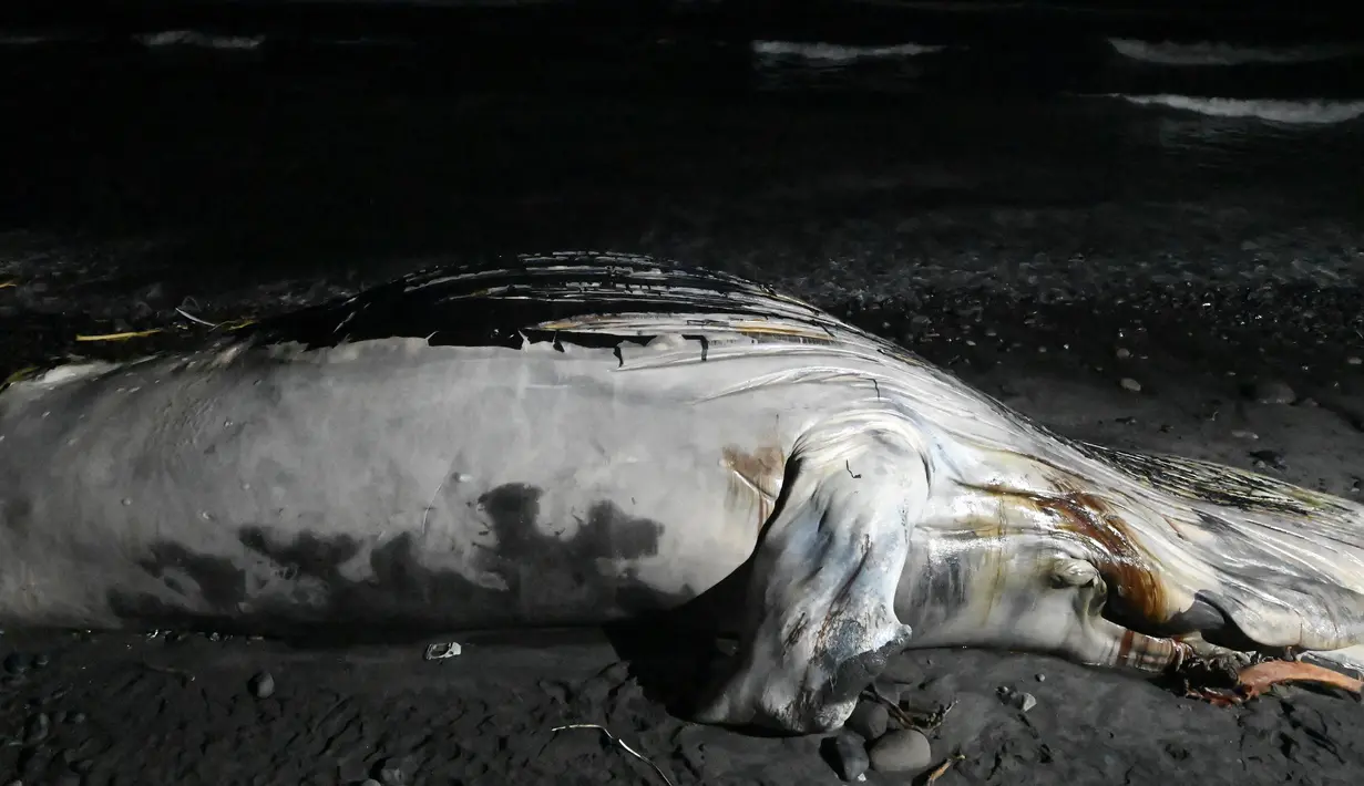 Seekor paus bungkuk yang ditemukan mati terdampar di pantai Las Flores di La Libertad, El Salvador, Jumat (5/11/2021). Sejauh ini, penyebab kematian paus bungkuk dengan panjang lebih dari 15 meter itu belum diketahui. (Sthanly ESTRADA / AFP)