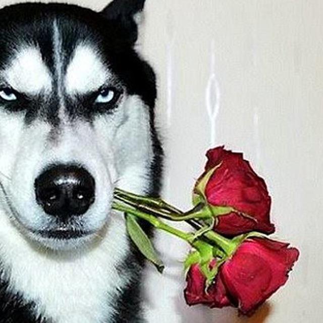 Berkat Pose Marah Anjing Viral Ini Sembuhkan Sang Pemilik Citizen6 Liputan6 Com