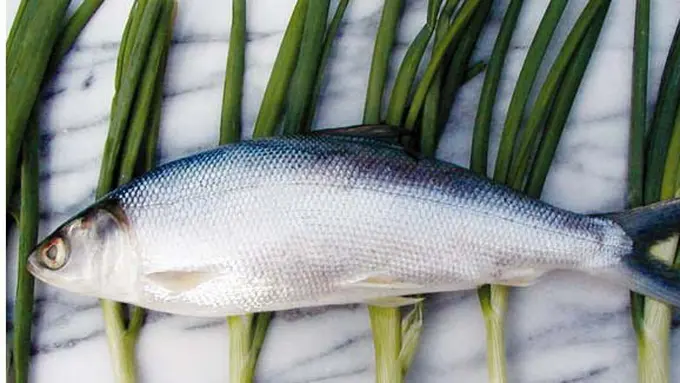 (C) thefishsociety.com