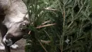Rusa kutub berpesta dengan pohon Natal di Kebun Binatang Berlin, Jerman, pada Rabu (29/12/2021). Banyak pohon Natal yang tersisa setelah perayaan berakhir sebagai makanan berbagai hewan di kebun binatang Berlin. (Odd ANDERSEN / AFP)