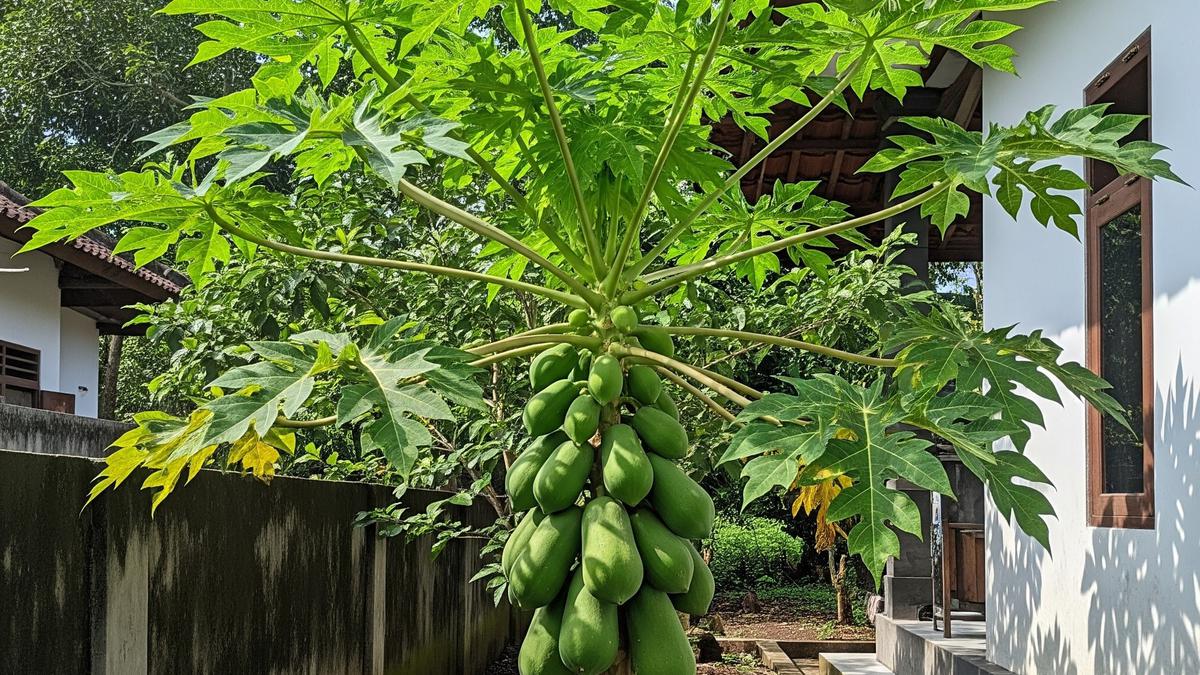 Pohon Buah Berakar Dangkal vs Berakar Dalam, Mana yang Aman Dekat Rumah?