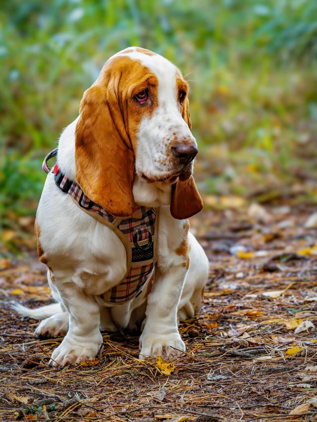 Basset Hound
