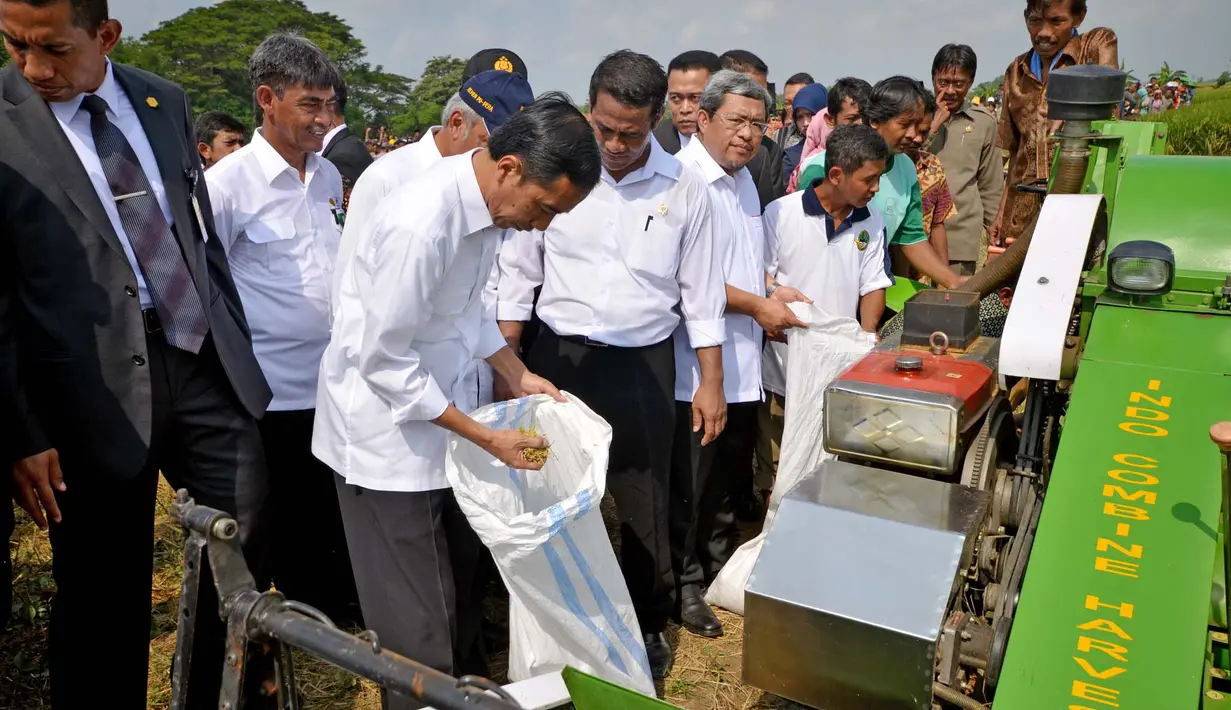 Presiden Joko Widodo memeriksa padi hasil panen raya di Desa Kedokan Gabus, Kecamatan Gabus Wetan, Kabupaten Indramayu, Rabu (18/3/2015). (Rumgrapres/Agus Suparto)
